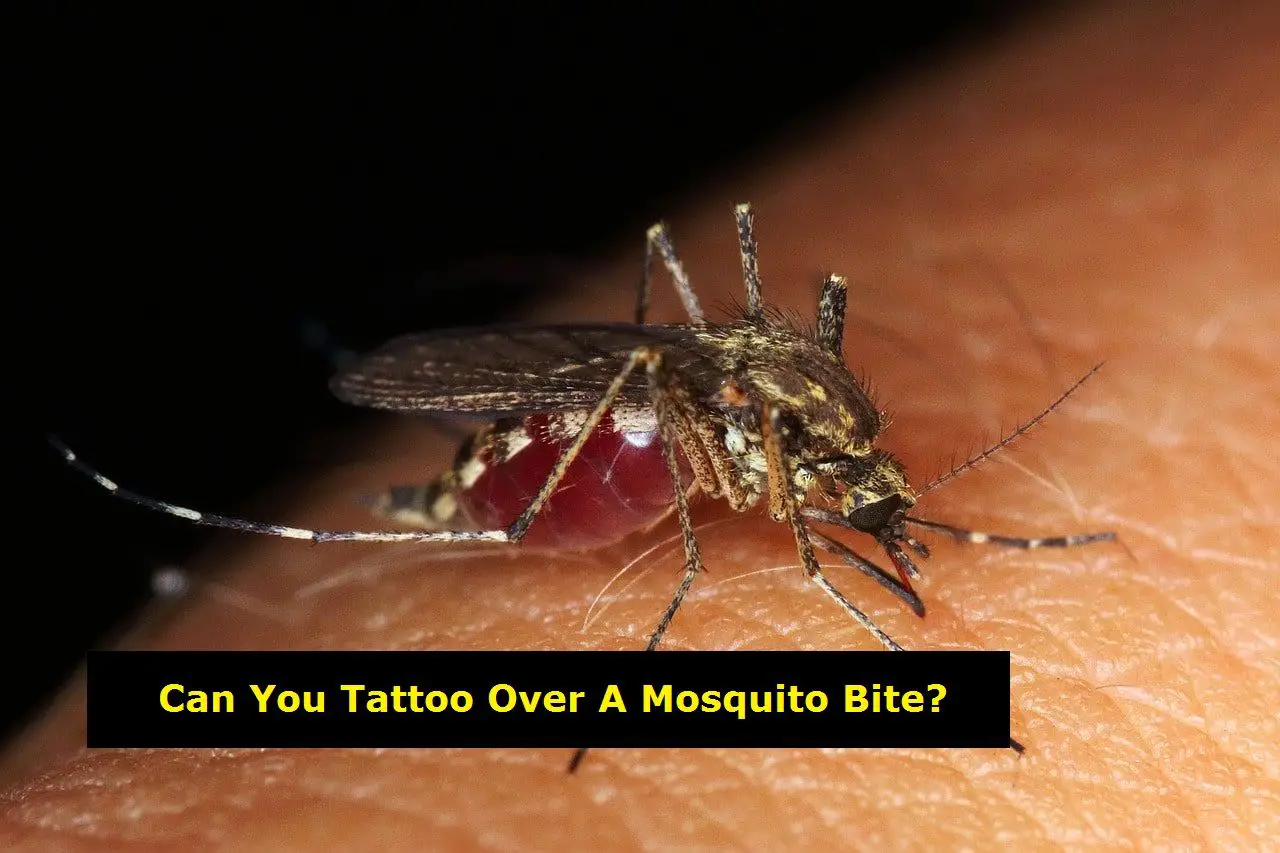 Can You Tattoo Over Mosquito Bite?
